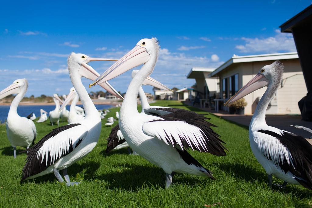 Modra'S Apartments Tumby Bay Exterior photo